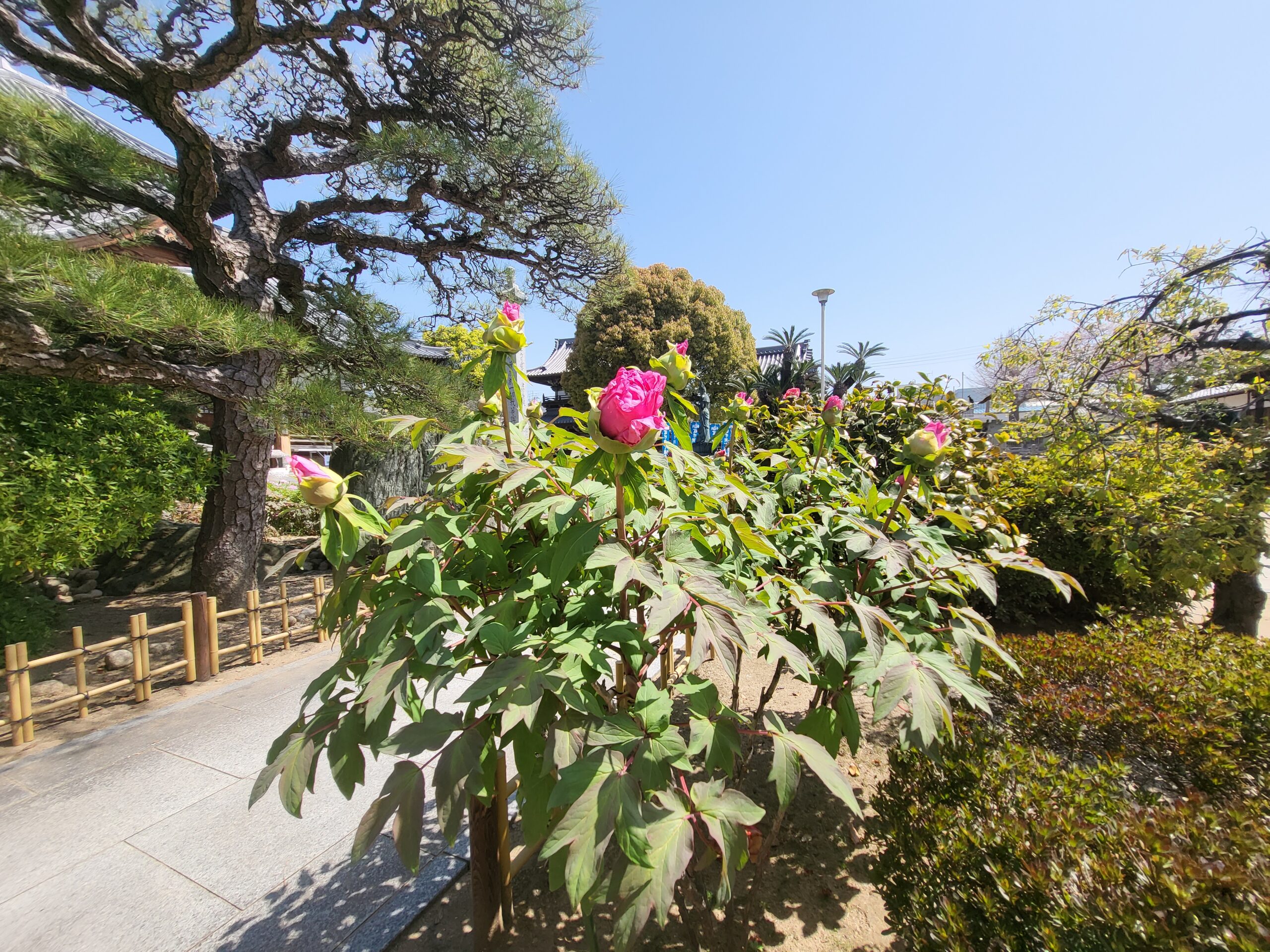 ボタンの開花情報　「三分咲き」