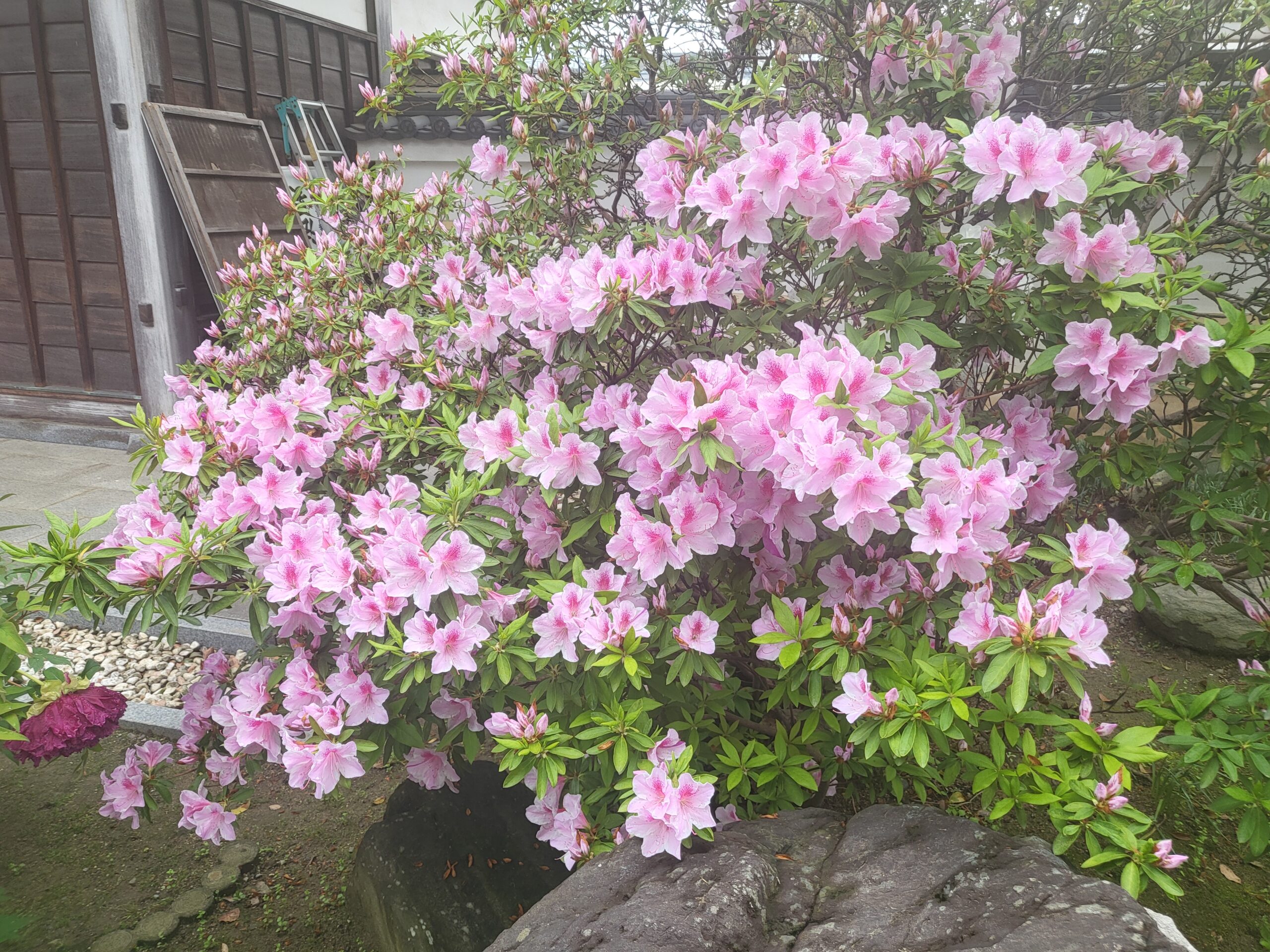 つつじの開花情報　「満開」