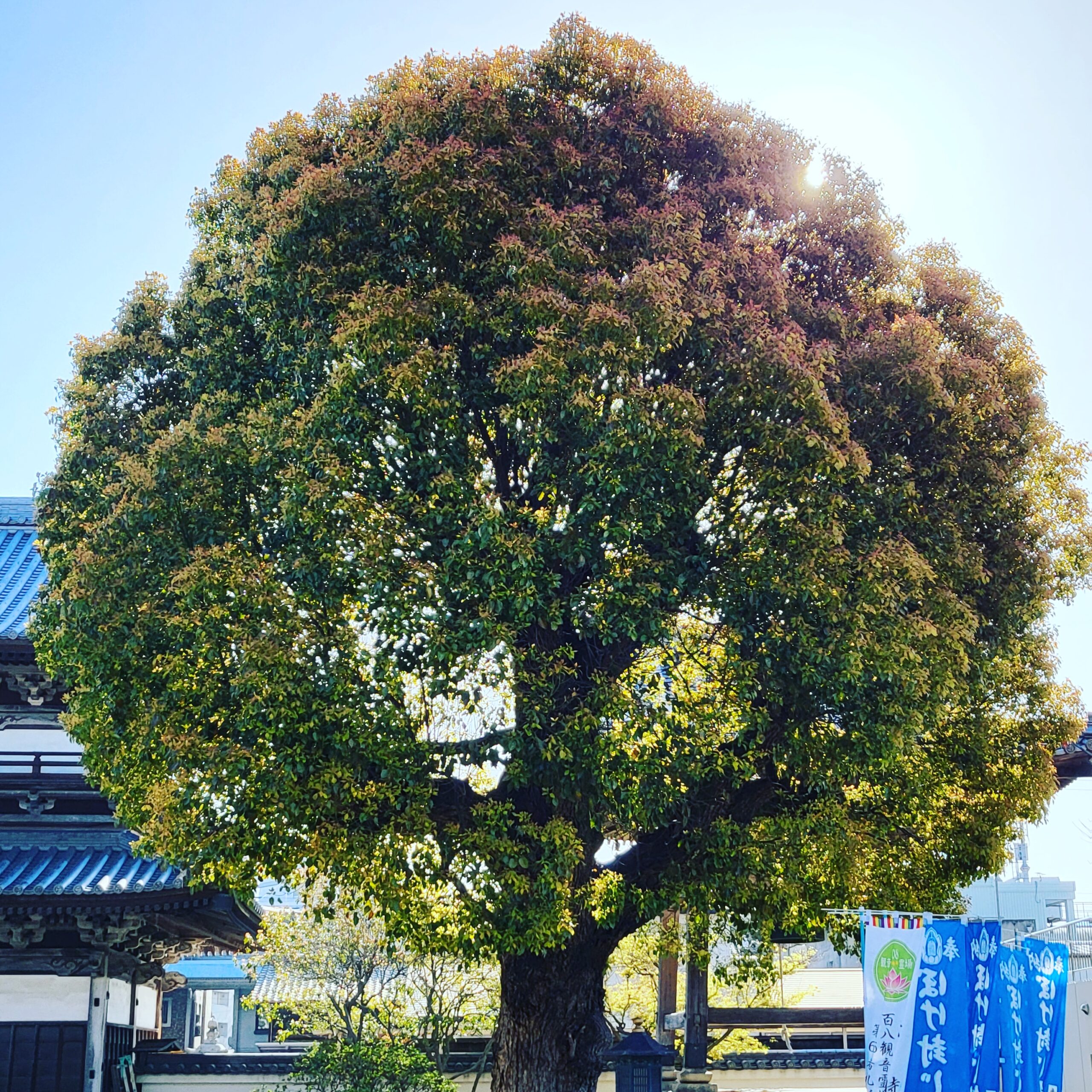 吉祥院の気になる木