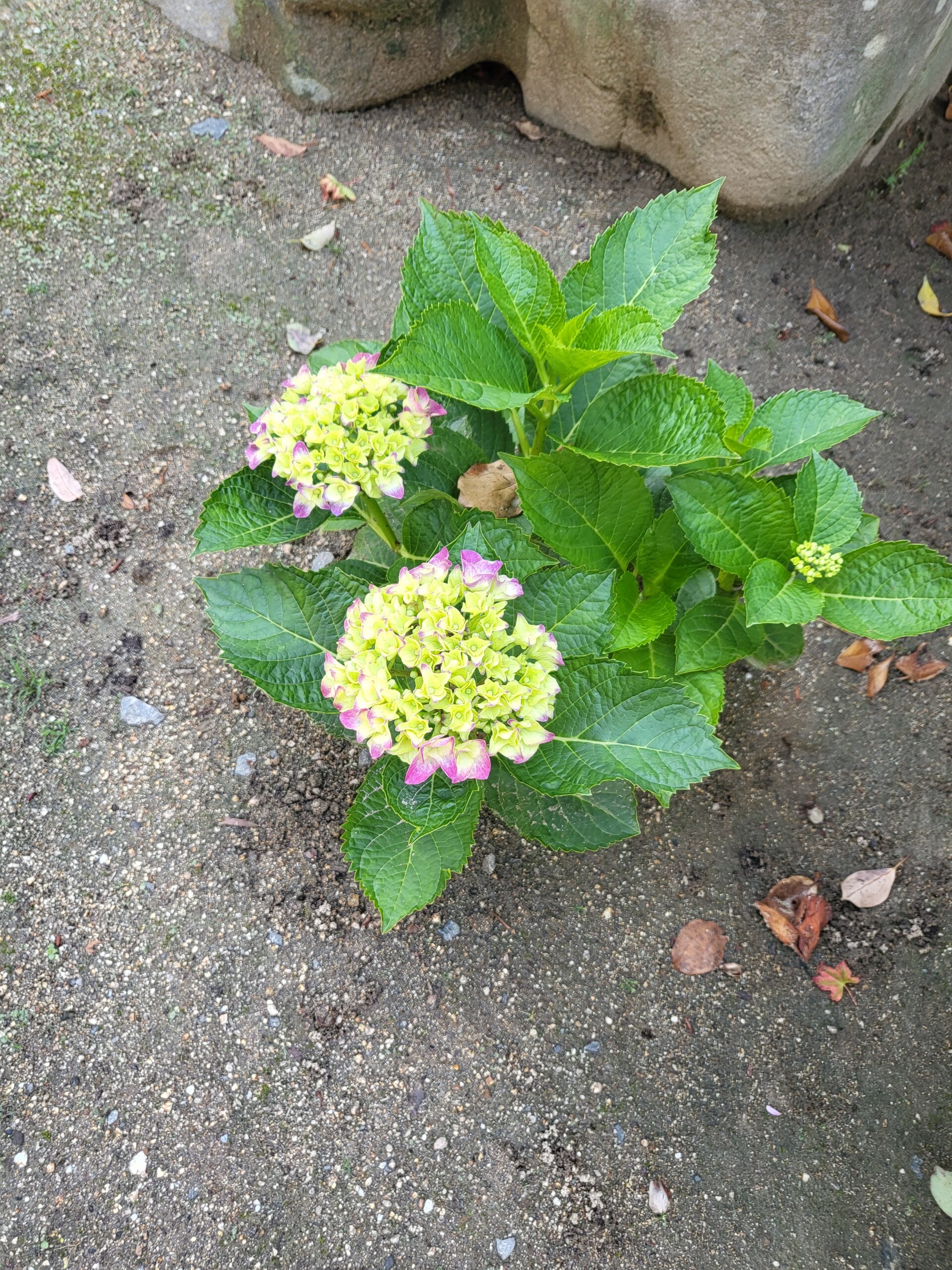 紫陽花の開花情報　「一分咲き」