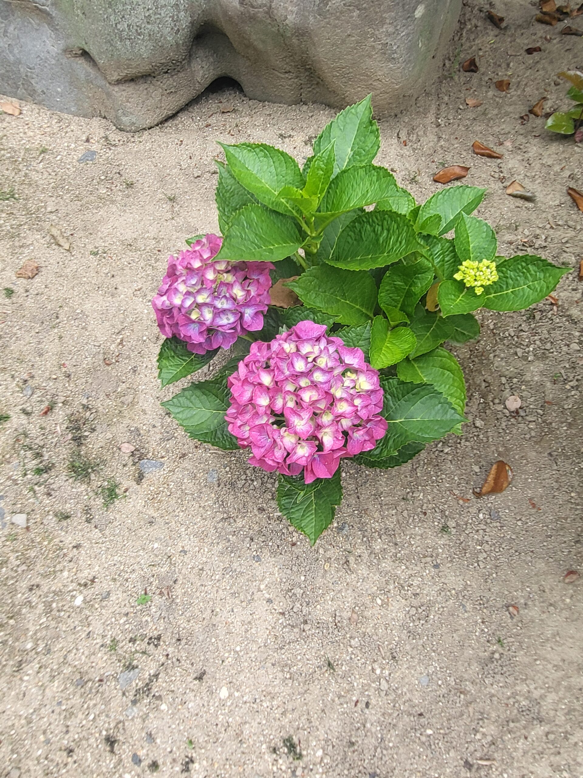 紫陽花の開花情報　「三部咲き」