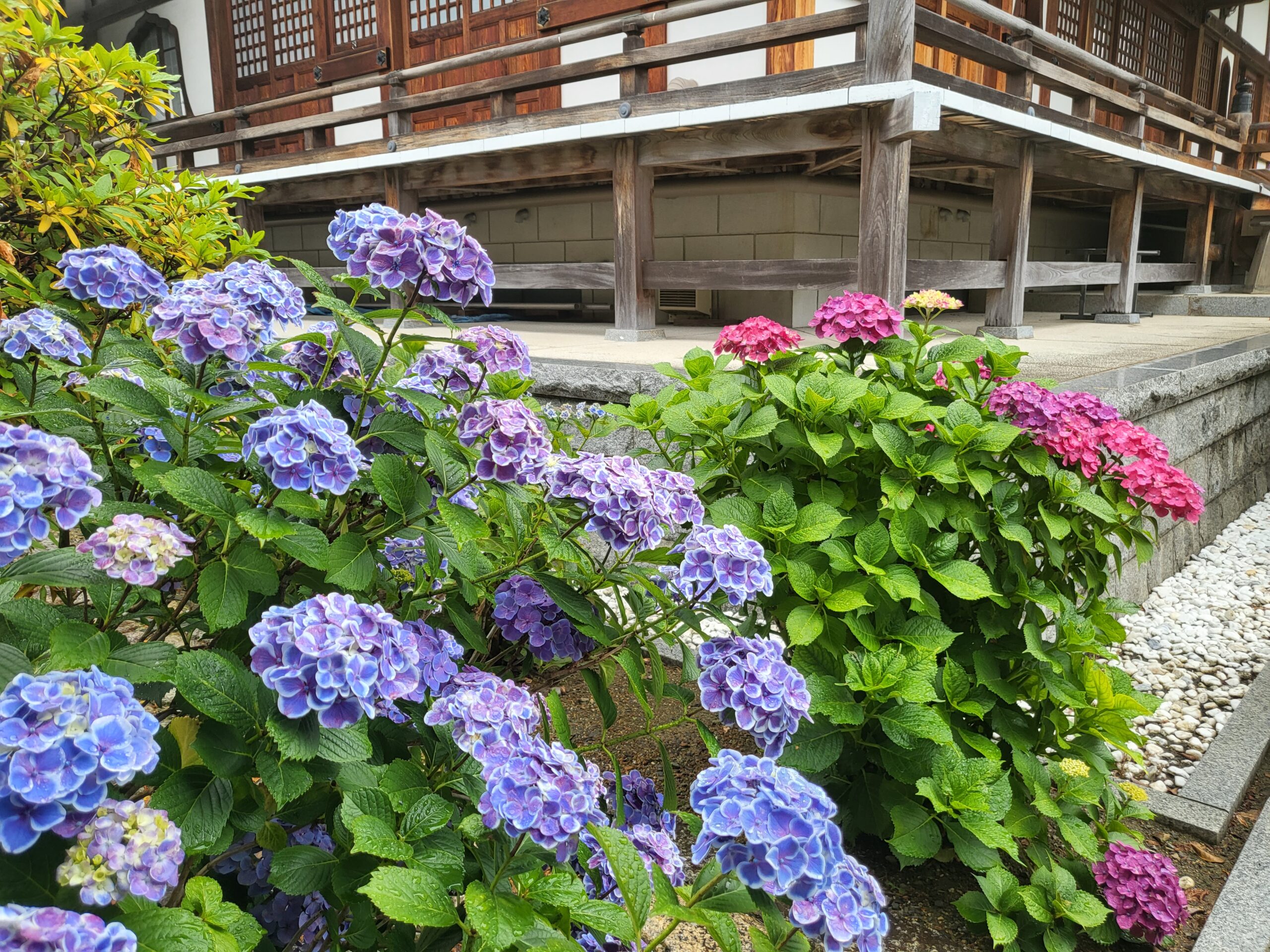 紫陽花の開花情報　「七分咲き」