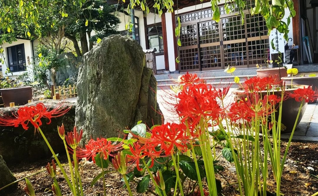 彼岸花
