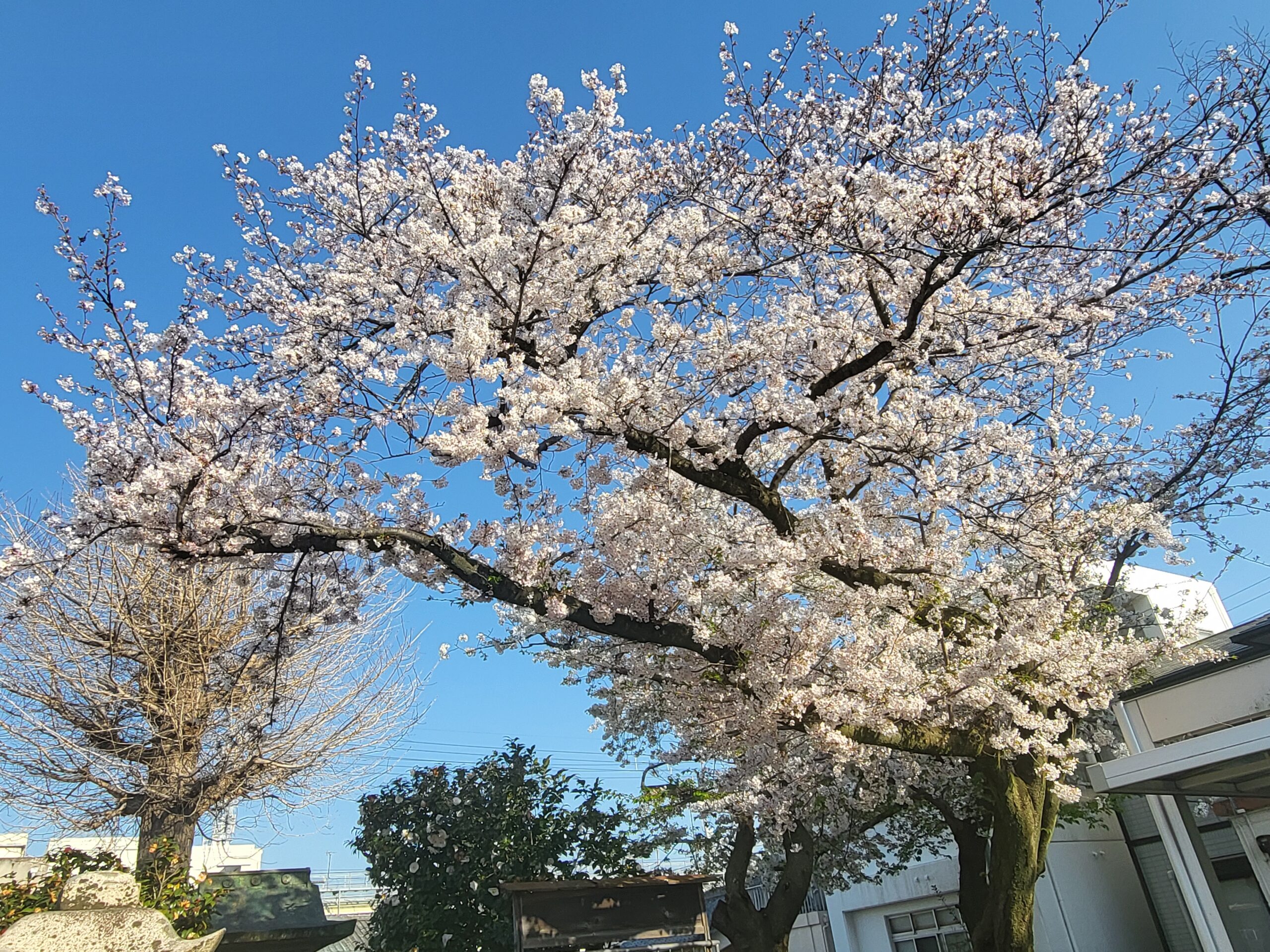 桜