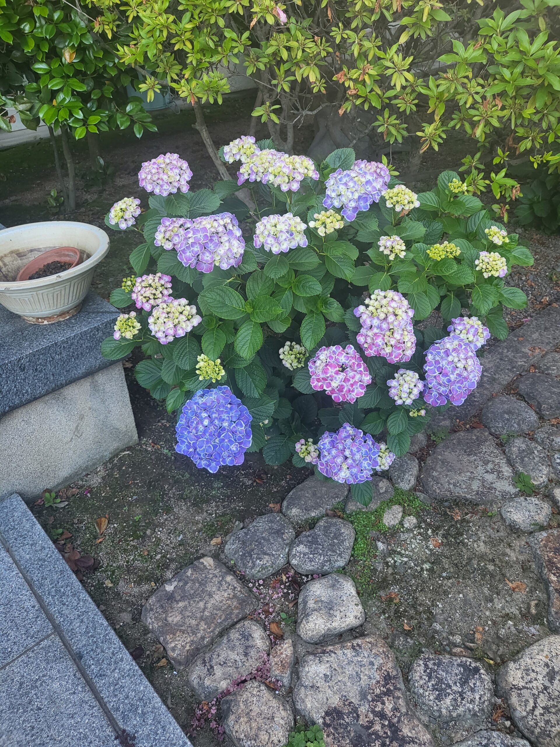 紫陽花