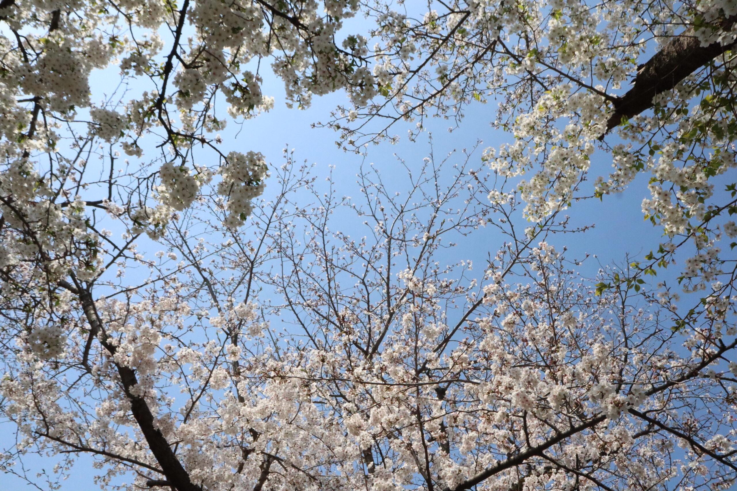 聖語　(4月)