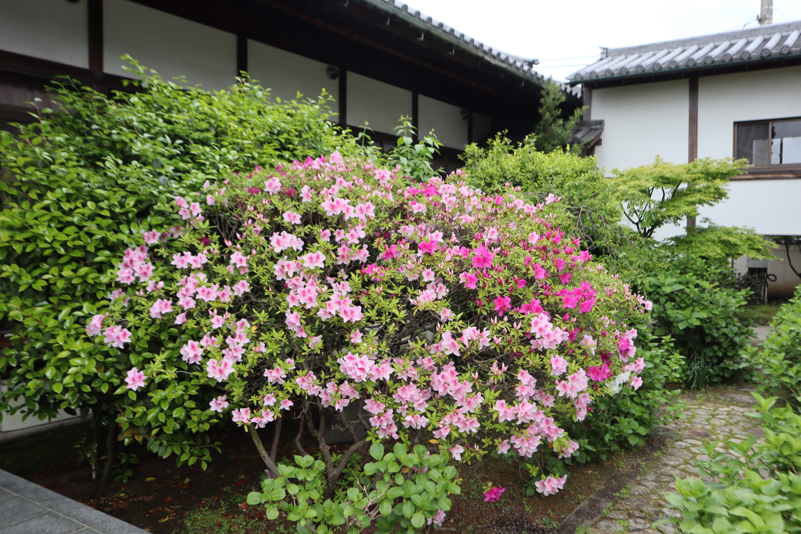 聖語　(5月)