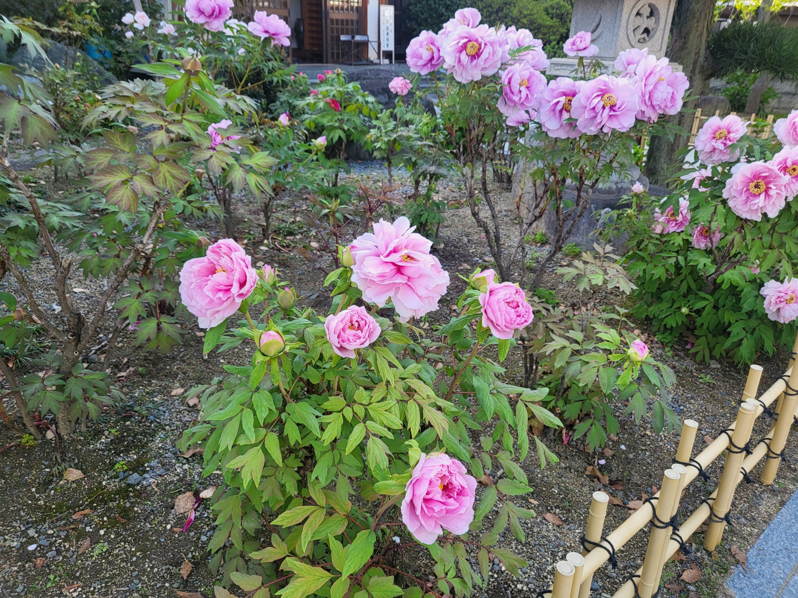 ｢分別を越え｣