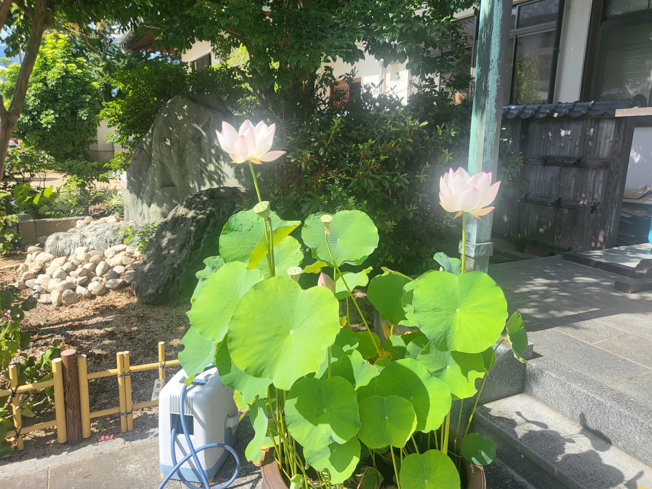 灯りをともす